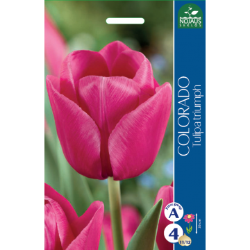 TULPES COLORADO