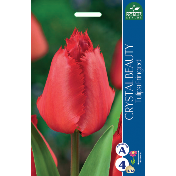 TULPES CRYSTAL BEAUTY