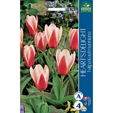 TULPES HEART'S DELIGHT