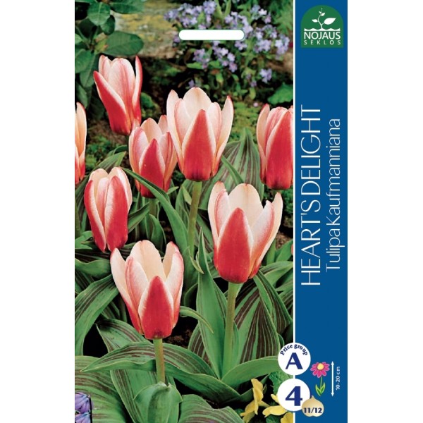 TULPES HEART'S DELIGHT