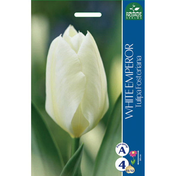 TULPES WHITE EMPEROR