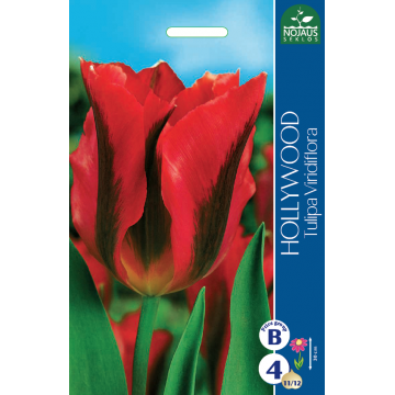 TULPES HOLLYWOOD