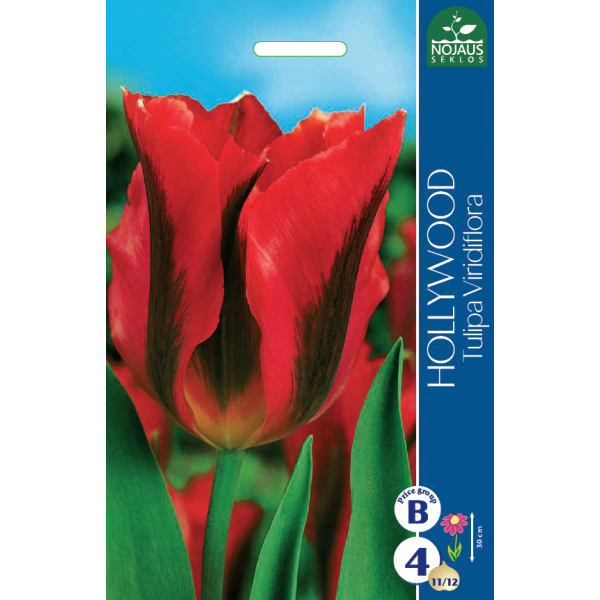 TULPES HOLLYWOOD