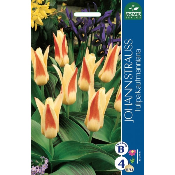 TULPES JOHANN STRAUSS
