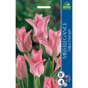 TULPES MISS ELEGANCE