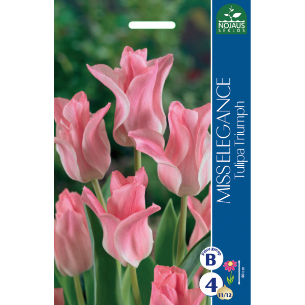 TULPES MISS ELEGANCE
