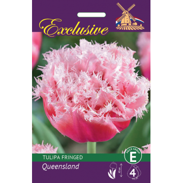 TULPES QUEENSLAND