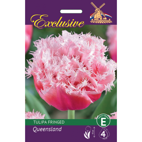 TULPES QUEENSLAND