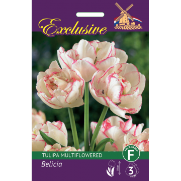 TULPES EXCLUSIVE BELICIA