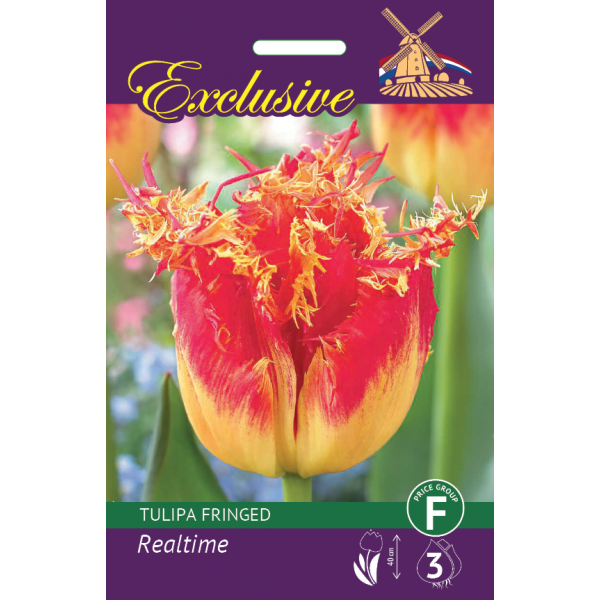 TULPES EXCLUSIVE REALTIME