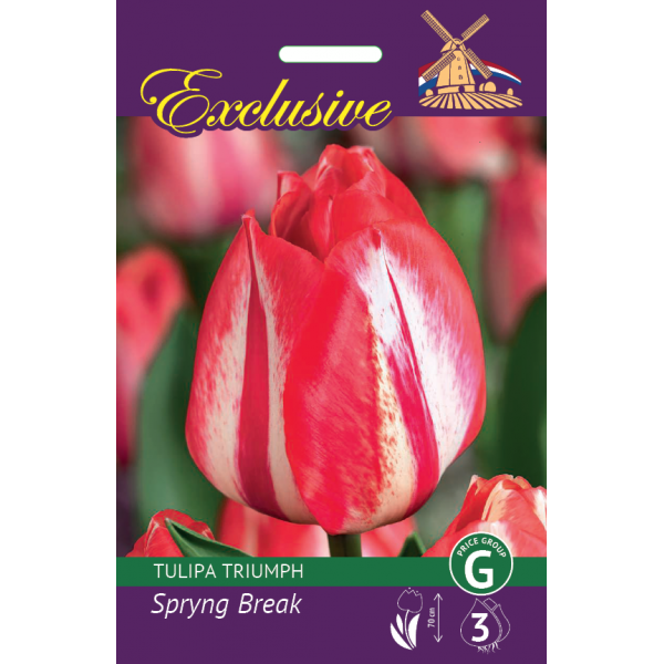 TULPES EXCLUSIVE SPRYNG BREAK