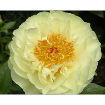 Peonijas LEMON CHIFFON 1 gab.