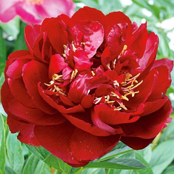 Peonijas BUCKEYE BELLE 1gab.