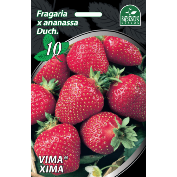 Braškės Frigo Vima® Xima 10vnt