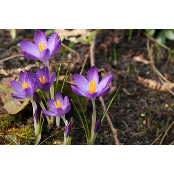 Krokusi WHITEWELL PURPLE 10 gab.