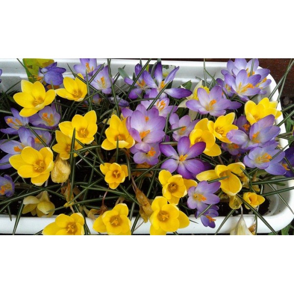Krokusi WHITEWELL PURPLE 10 gab.