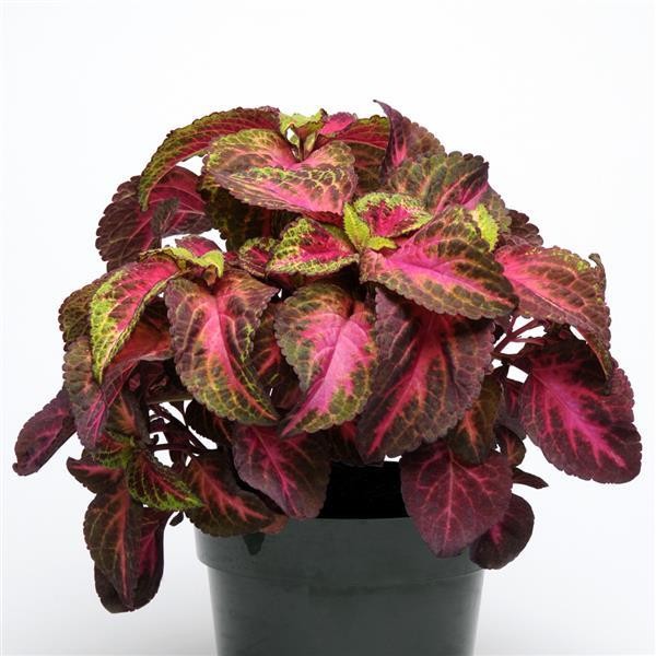 Skaistnātre Rose Lime Magic 5 sēklas