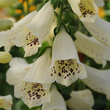 Digitalis purpurea Creme 10...