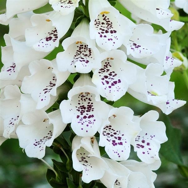 Digitalis purpurea White 10 sēklas