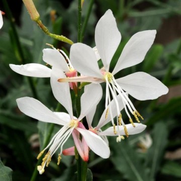 Gaura White 5 sēklas