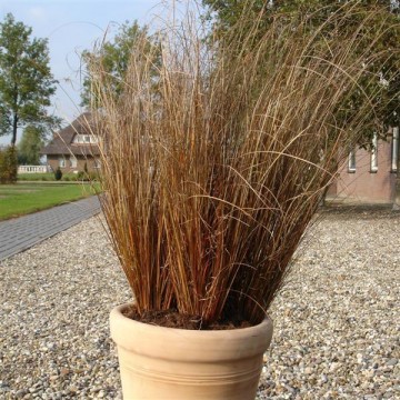 Carex buchananii Red...