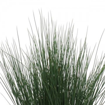 Juncus tenuis Blue Dart 5...