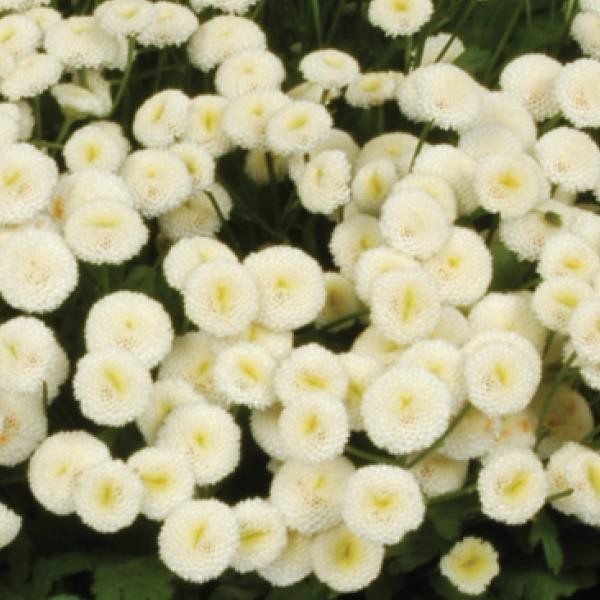 Tanacetum parthenium Snowball extra 10 sēklas