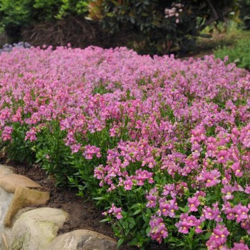Nemesia Pink deep 10s