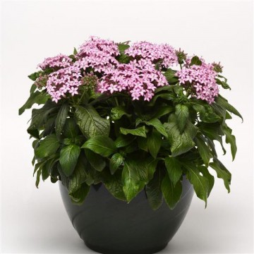 Pentas lanceolata Purple...