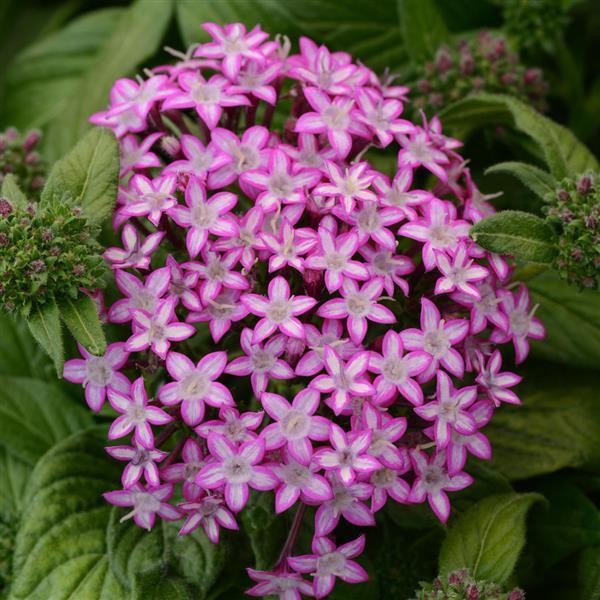 Pentas lanceolata Purple Star 5 sēklas