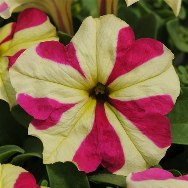Petūnijas Lime Bicolor 5 sēklas