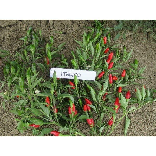 Vienametė paprika Diavolicchio Italico 0,1g 2605