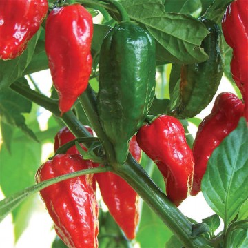 Asie pipari Bhut Jolokia 0,2g