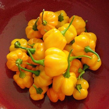 Asie pipari Scotch Bonnet 0,2g