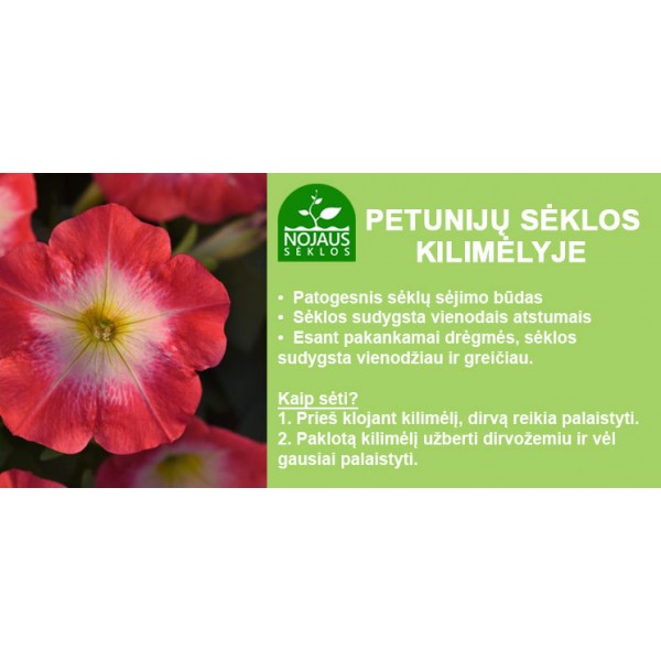 Petūnija DOUBLE CASCADE BURGUNDY