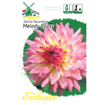 Dālijas Melody Gypsy