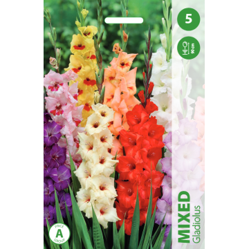 Gladiolas MIX