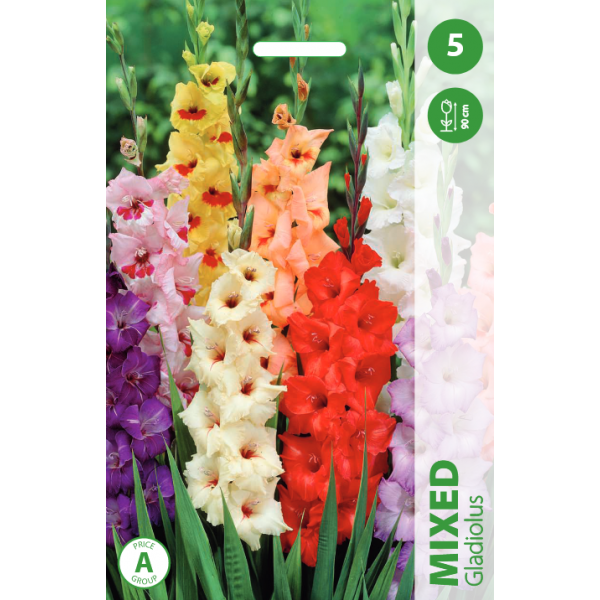 GLADIOLAS MAISĪJUMS
