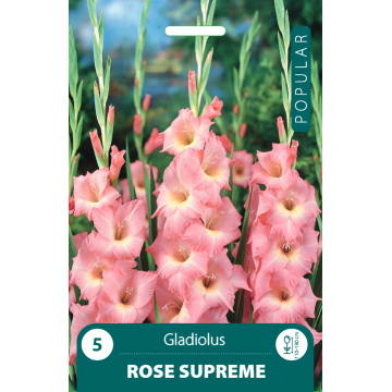 Gladiolas Rose Supreme