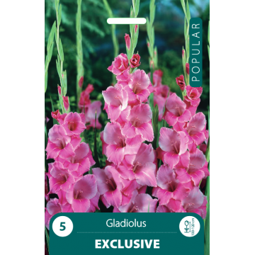 Gladiolas Exclusive