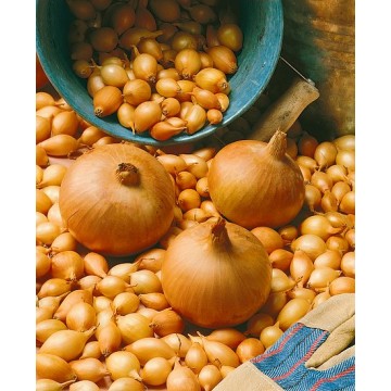 STURON 25/30 VĒLIE SĪPOLU...