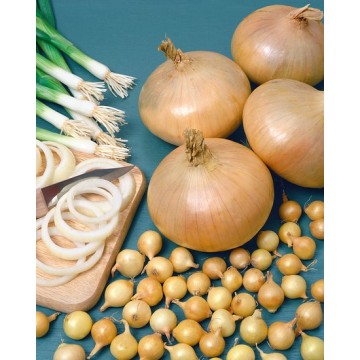 STUTTGARTER RIESEN 25/30...