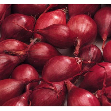 KARMEN 21/24 SĪPOLU STĀDI 1 KG