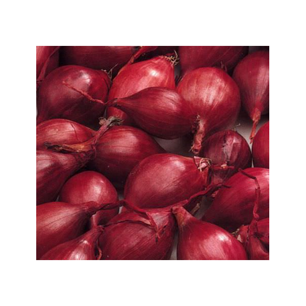 Svogūnų sodinukai Red Karmen 21/24 1kg 9257