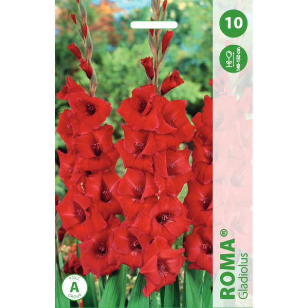 GLADIOLAS ROMA