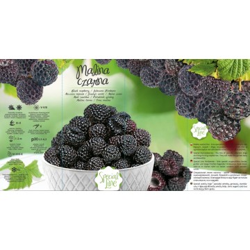 RUBUS IDAEUS Special line...