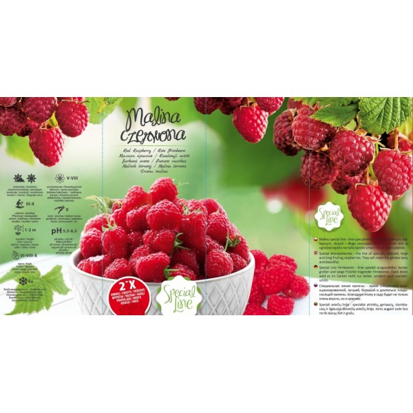 RUBUS IDAEUS RED Special line 2X FRUITS