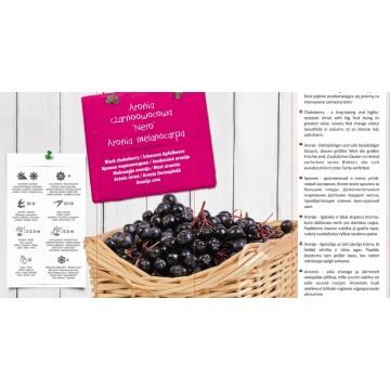 Aronia MELANOCARPA BLACK IN...