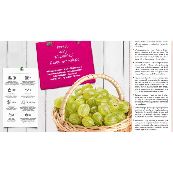 RIBES UVA-CRISPA WHITE Mucurines IN POT
