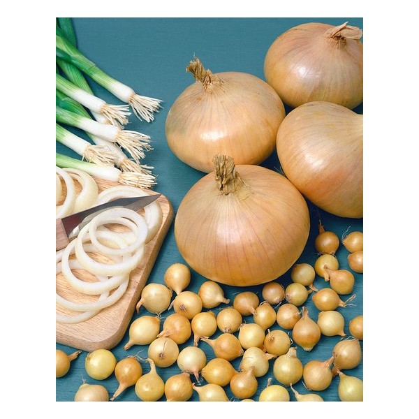 STUTTGARTER RIESEN 21/24 VĖLYVI SVOGŪNŲ SODINUKAI, 1 kg